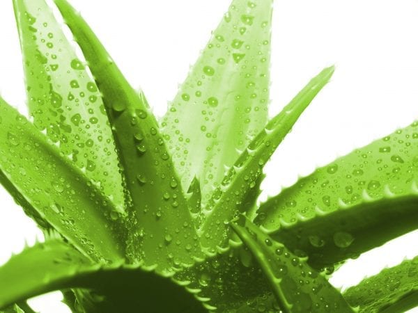 aloe vera from The Lifestyle Cafe